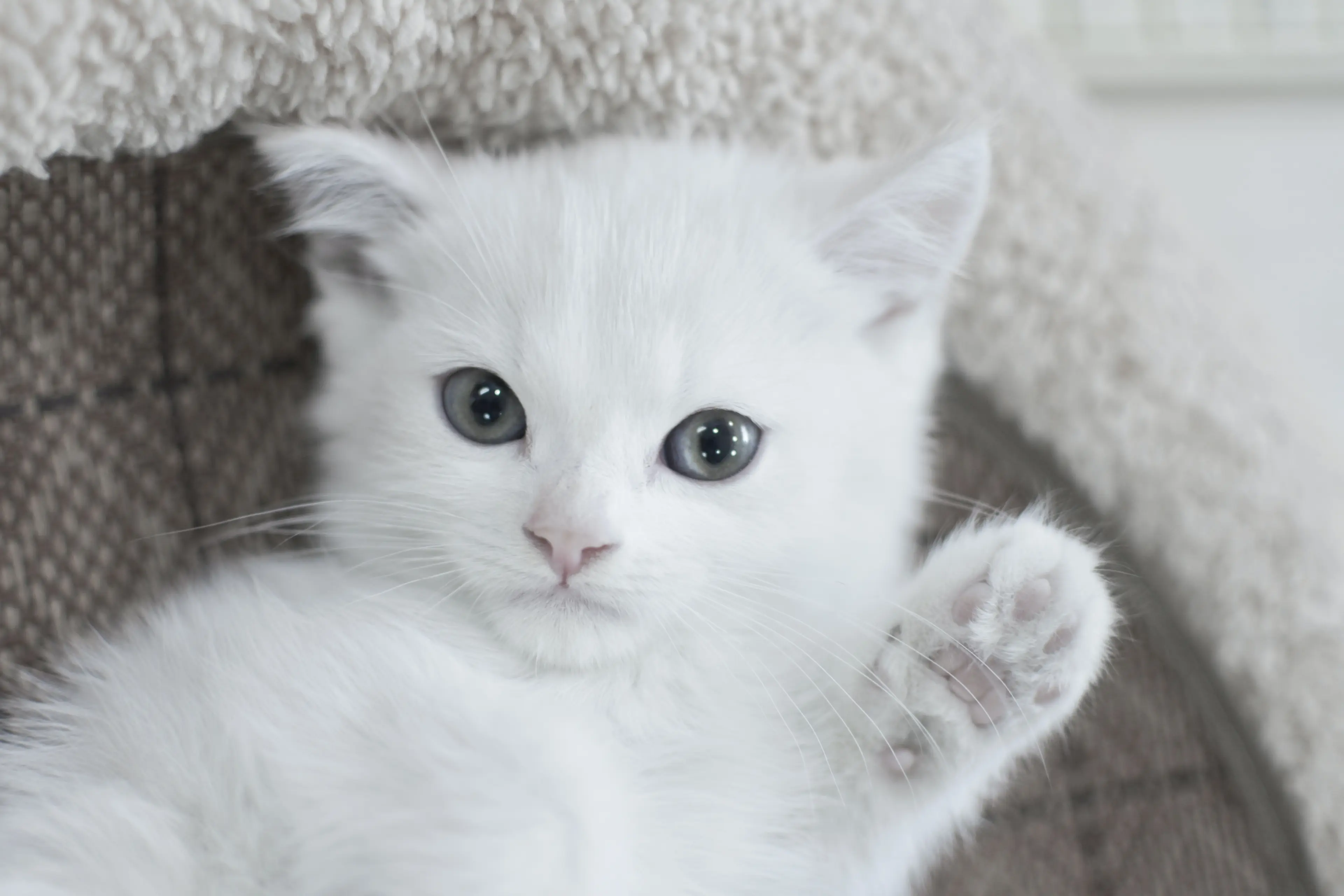 a black and white image of a white cat.